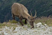 44 A pochi passi per un un po' di pane